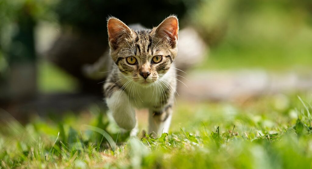 Adorable Kitten Names