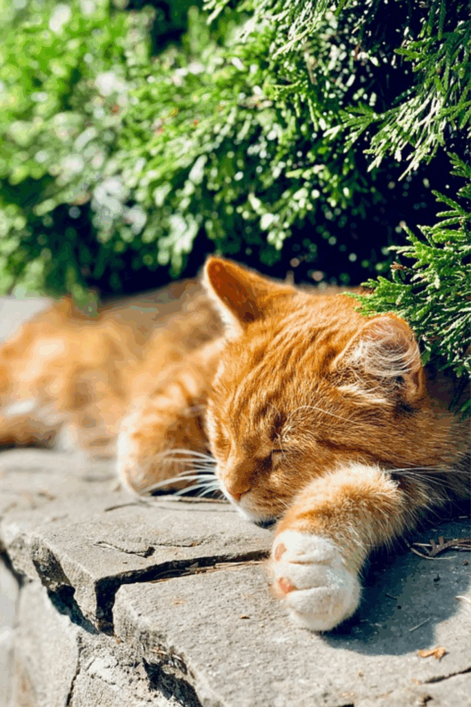 Are Ginger Cats Always Male The Surprising Truth
