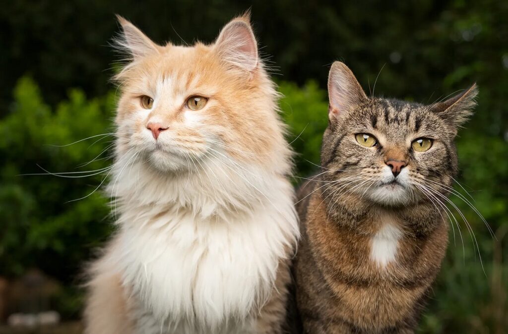 Best Cat Breeds for First-Time Owners