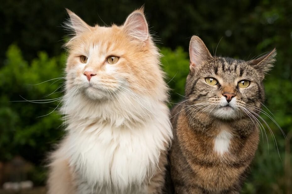 Best Cat Breeds for First-Time Owners