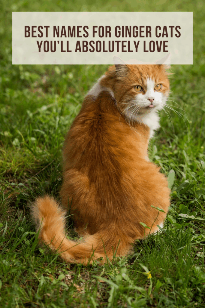 Best Names for Ginger Cats You’ll Absolutely Love