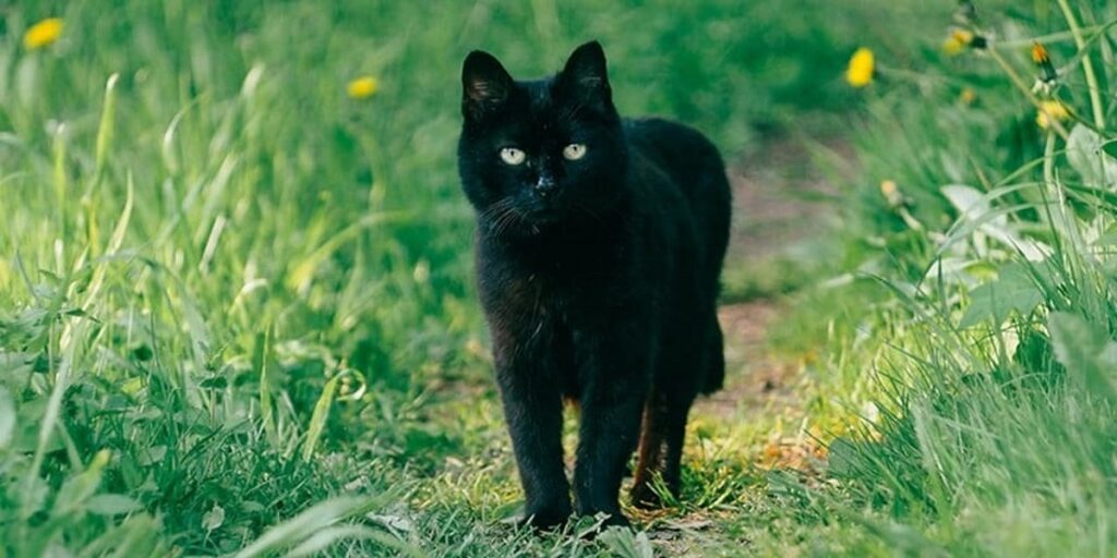 Black Cat Names