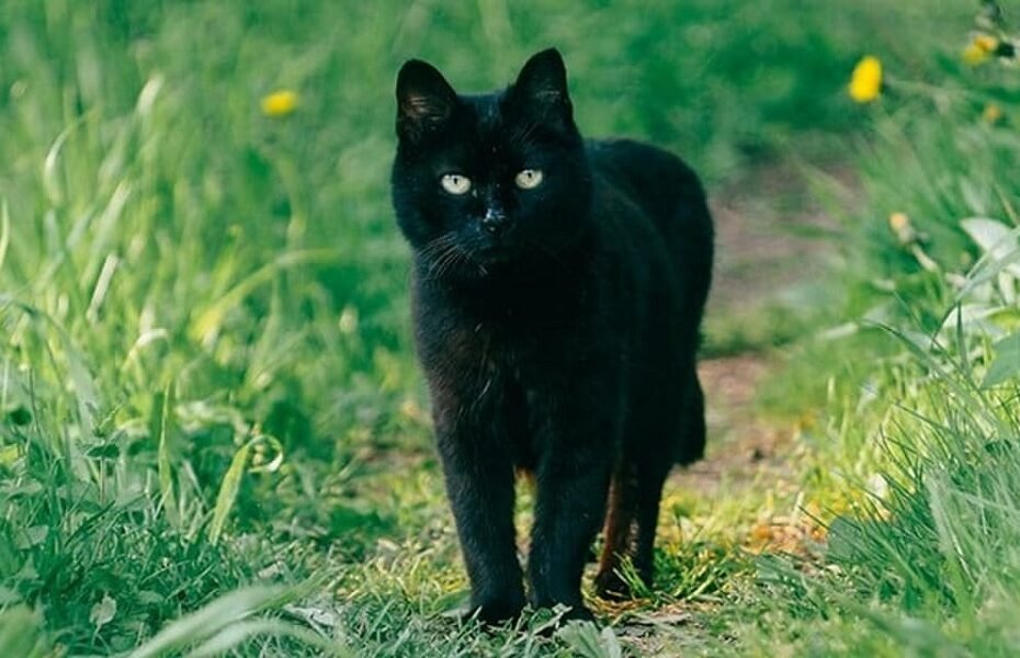 Black Cat Names