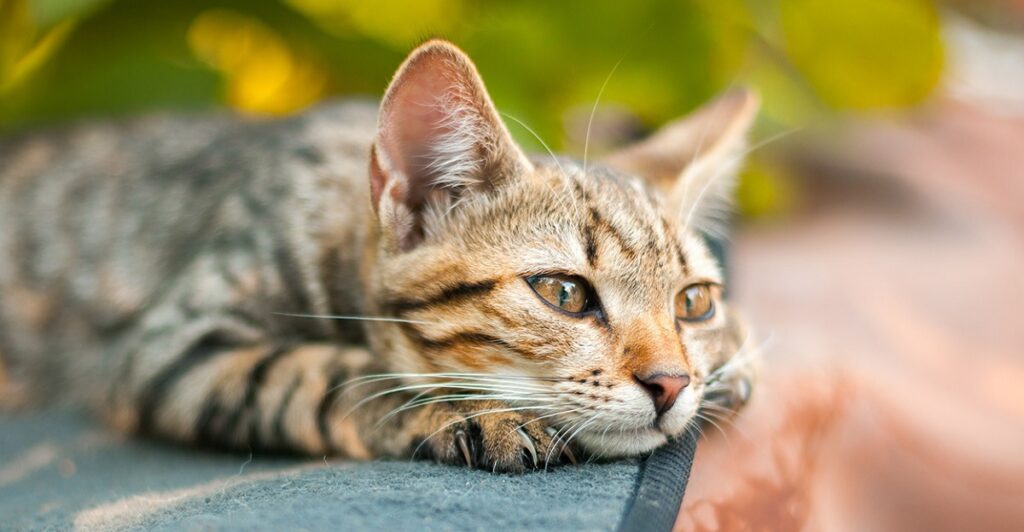 Boy Cat Names