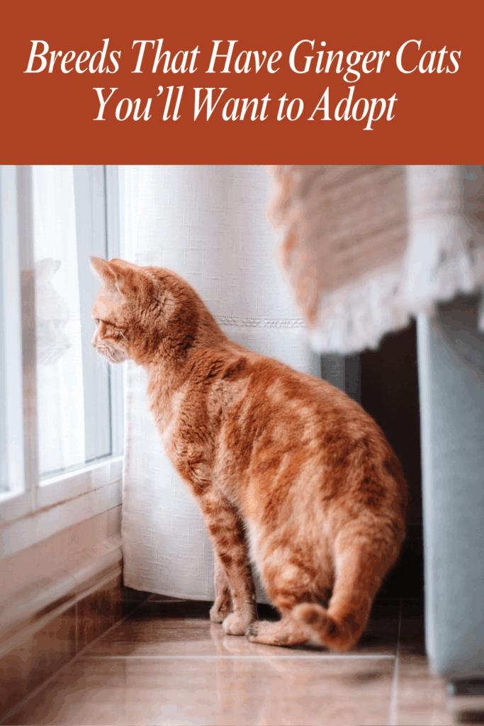 Breeds That Have Ginger Cats You’ll Want to Adopt