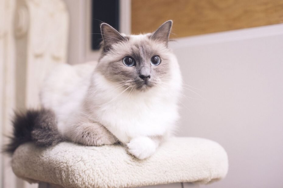 Cat Breeds That Look Like Siamese