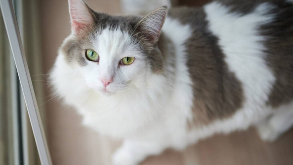 Cat Breeds That Start with I