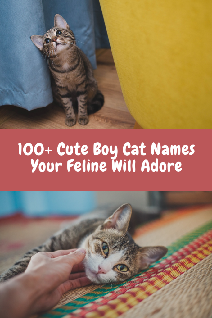 Cute Boy Cat Names