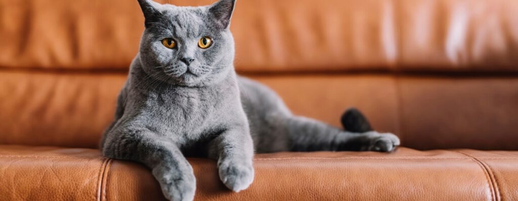 Do Cats Scratch Leather