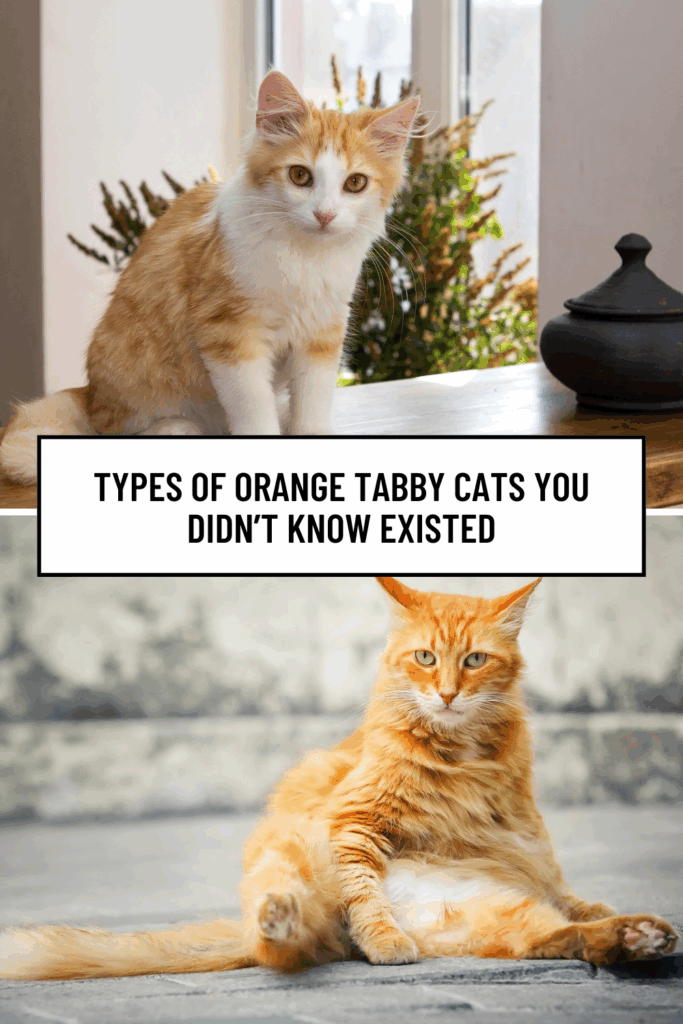 Ginger Cat Breeds List The Most Stunning Orange Beauties