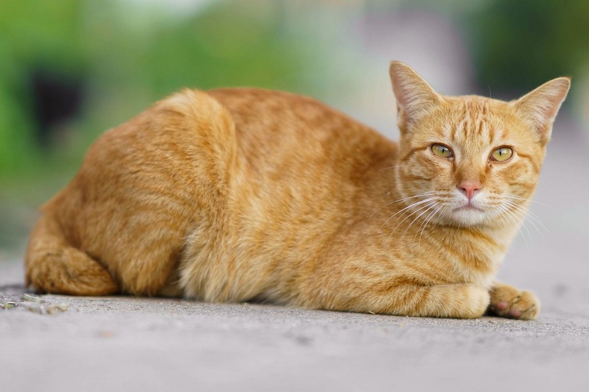 Ginger Cat Breeds