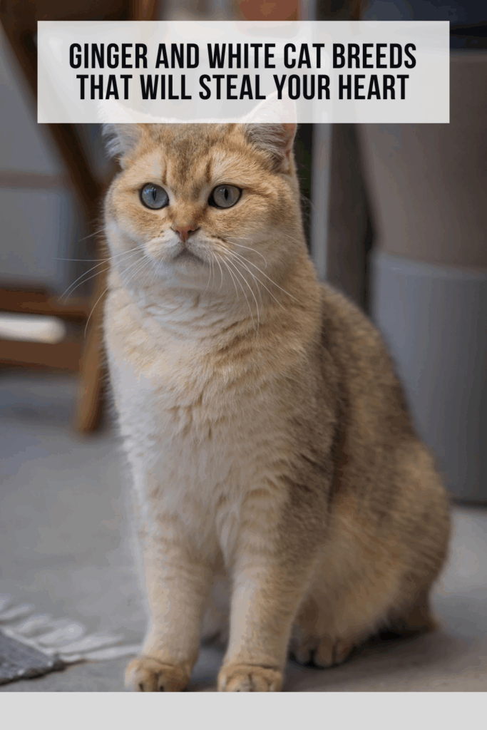 Ginger and White Cat Breeds That Will Steal Your Heart