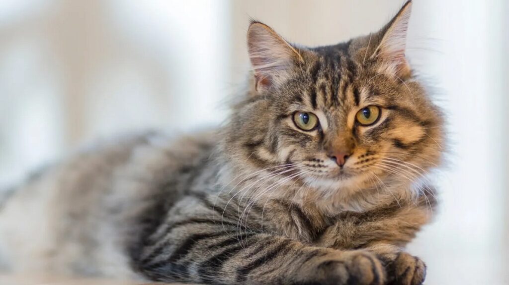 70+ Hebrew Cat Names Hebrew Cat Names