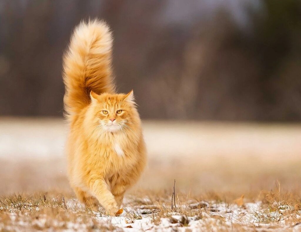 How Much Are Orange Cats