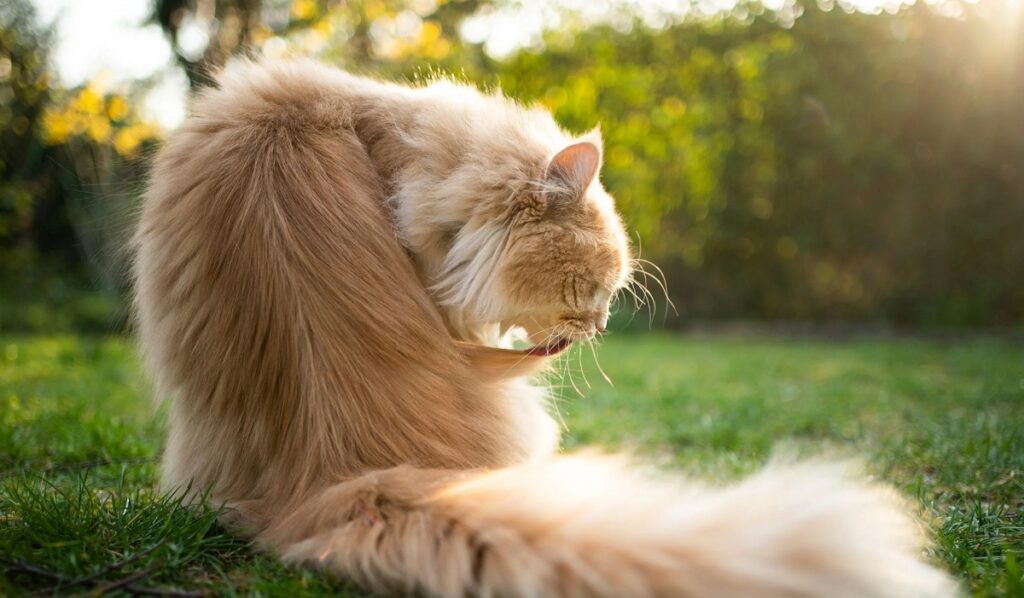 How to Care for Long-Haired Cats