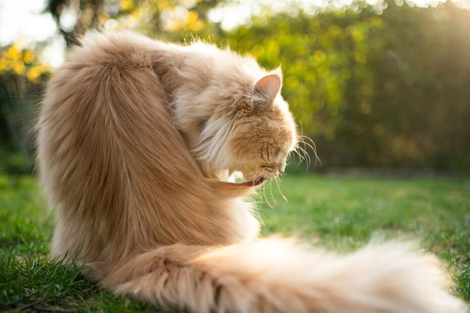 How to Care for Long-Haired Cats