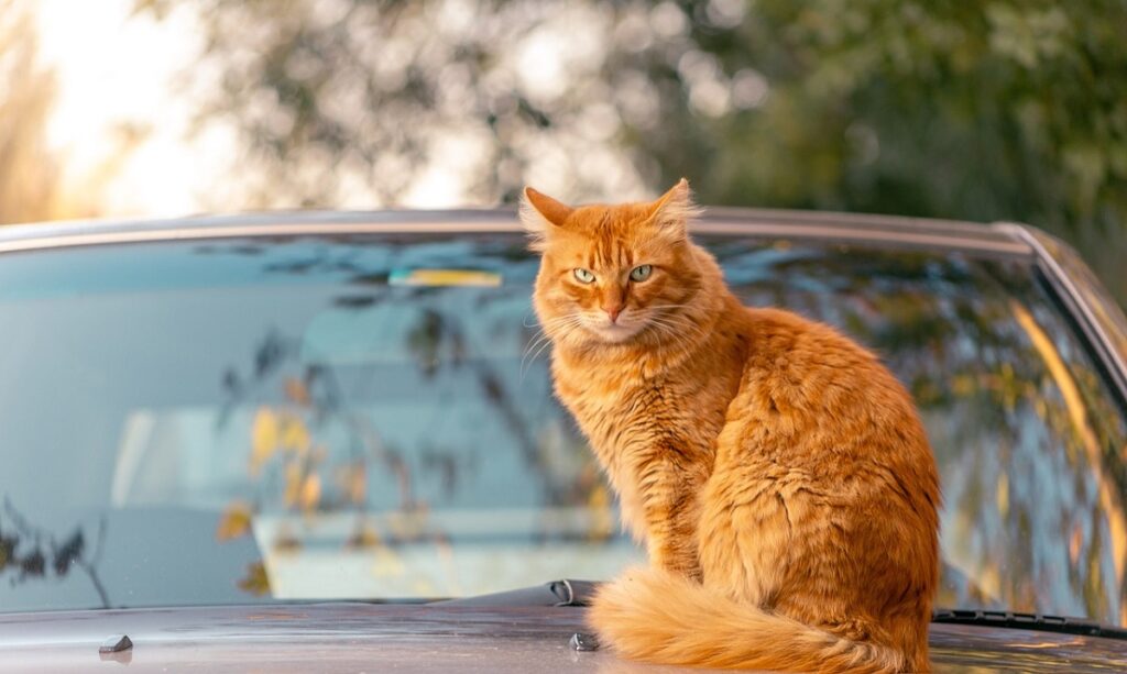 How to Keep Cats Off Your Car