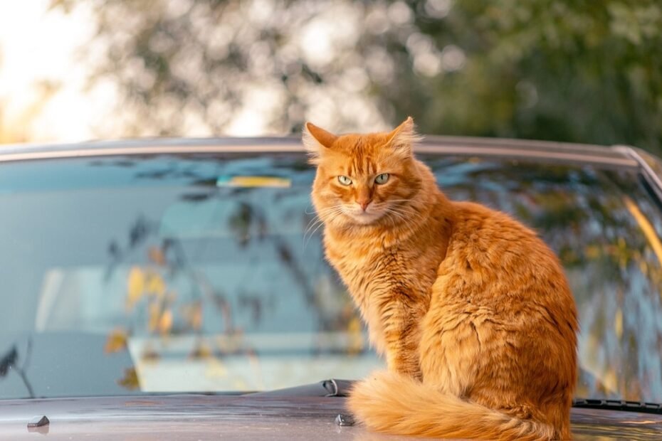 How to Keep Cats Off Your Car