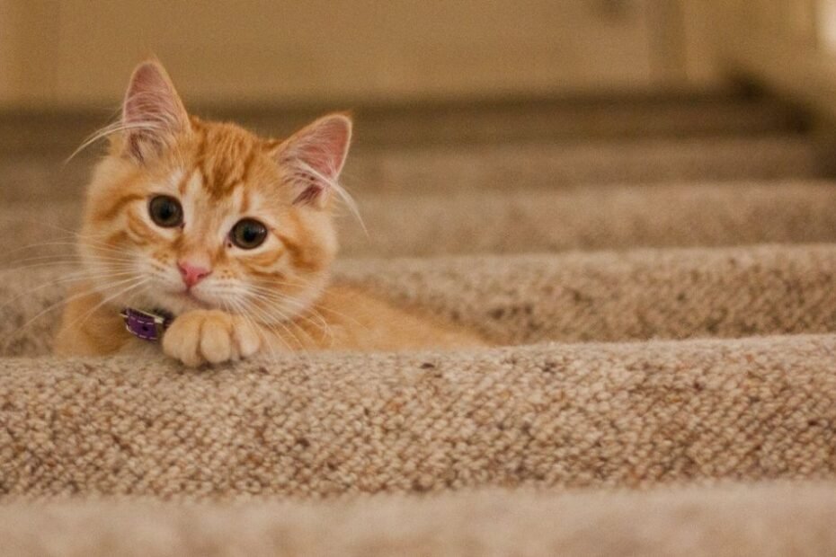 How to Stop Your Cat from Scratching the Carpet