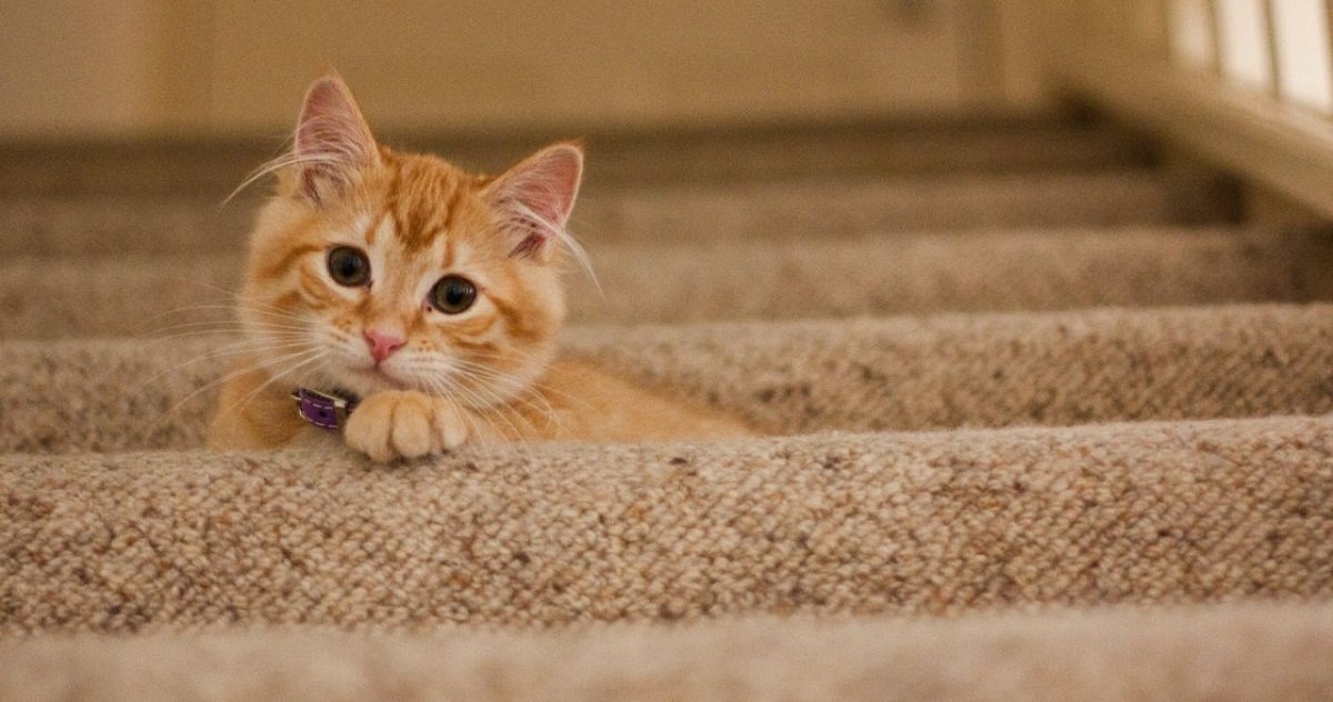 How to Stop Your Cat from Scratching the Carpet