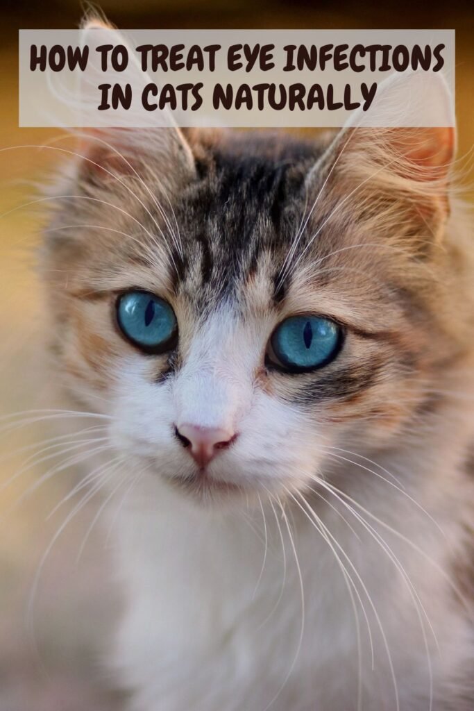 Treat Eye Infections in Cats Naturally