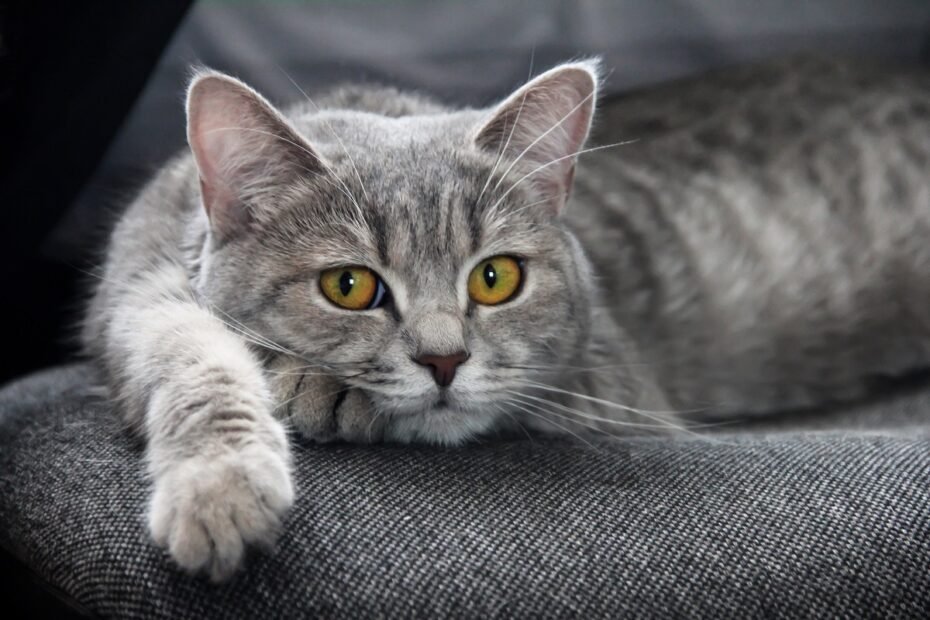 How to Treat Eye Infections in Cats Naturally