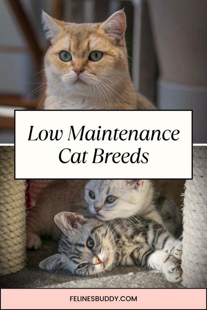 Low Maintenance Cat Breeds