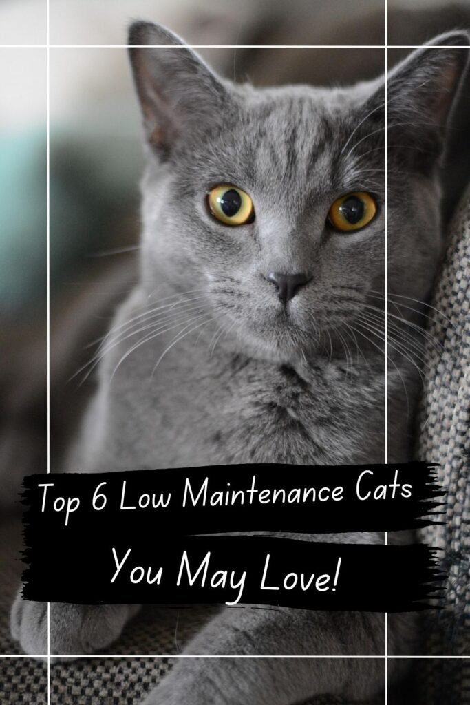 Low Maintenance Cats