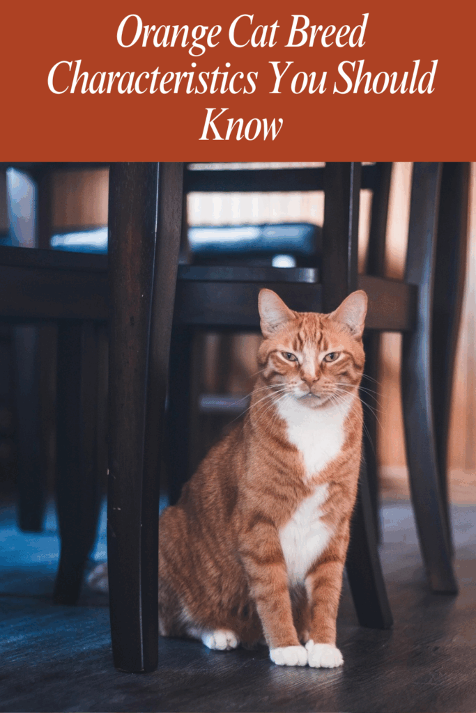 Orange Cat Breed Characteristics You Should Know