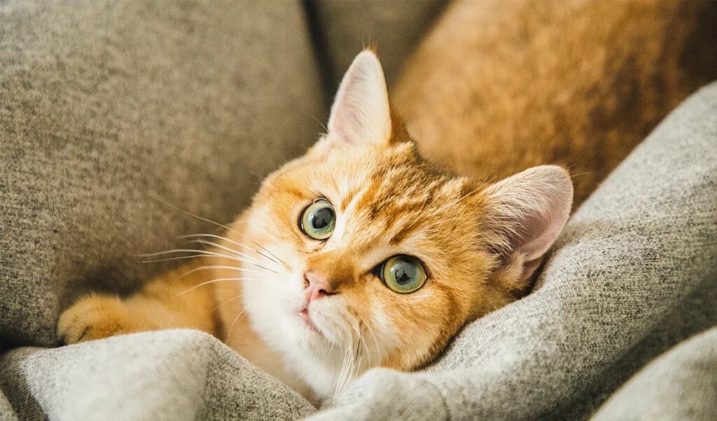 Orange Cat Breeds