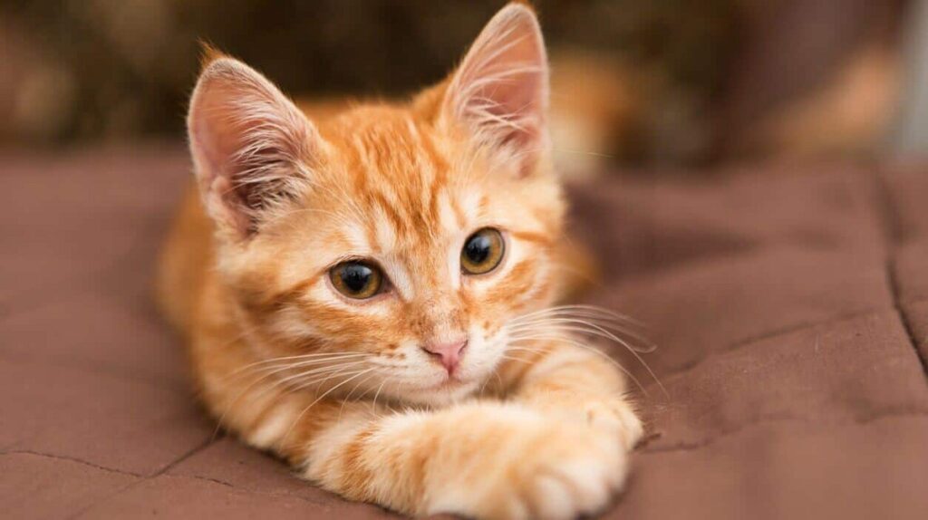Orange Warrior Cat Names