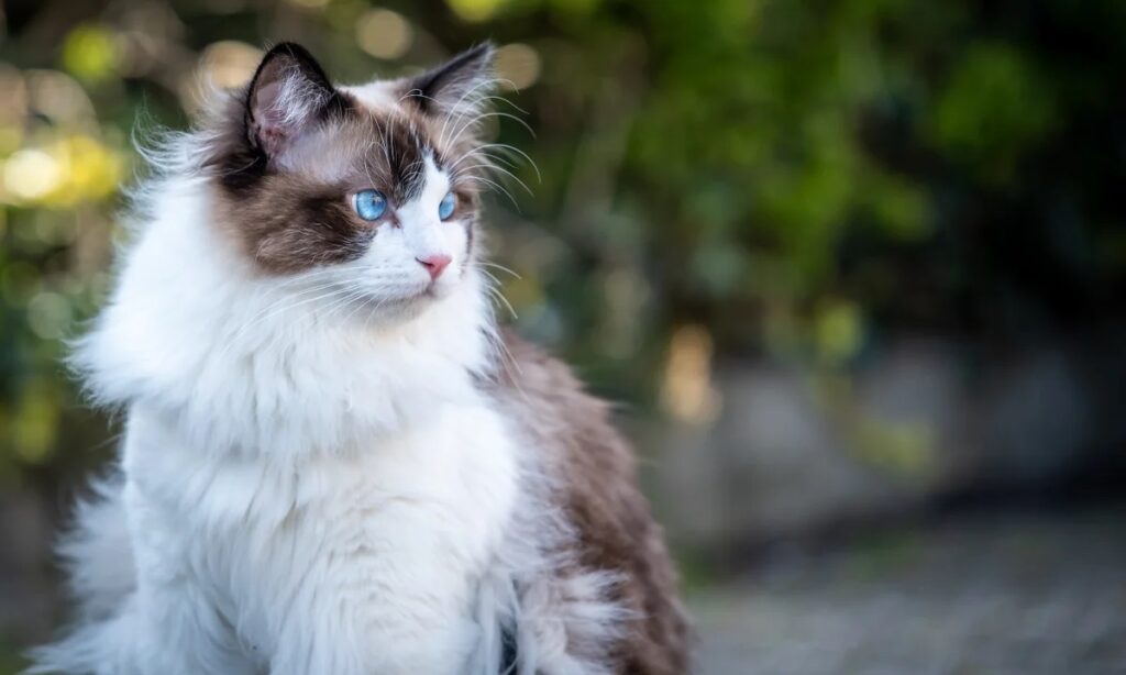 Sweet Names for Girl Cats
