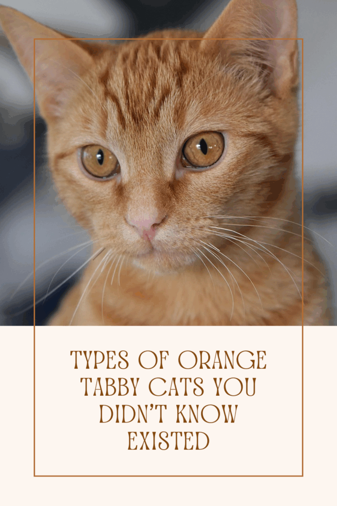 Types of Orange Tabby Cats You Didn’t Know Existed
