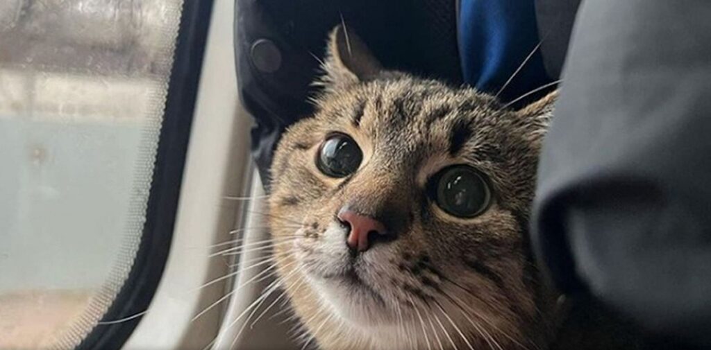 20 Ukrainian Cat Names Ukrainian Cat Names