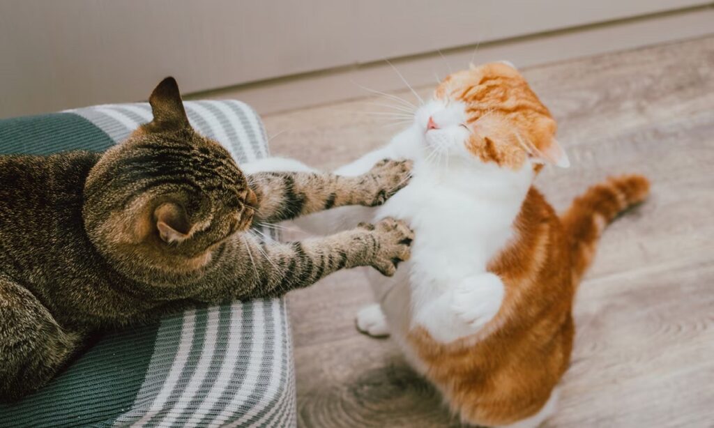 Why Do Cats Raise Their Hair in a Fight?