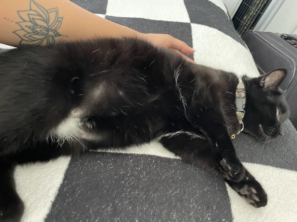 Why Does My Black Cat Have White Hairs