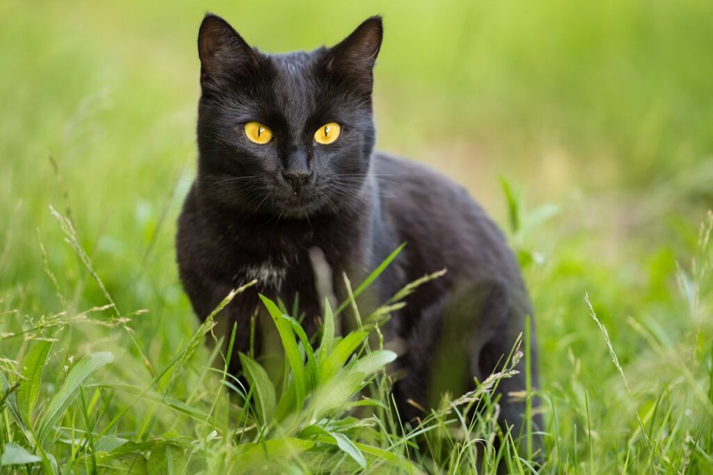 Why Don't People Like Black Cats?