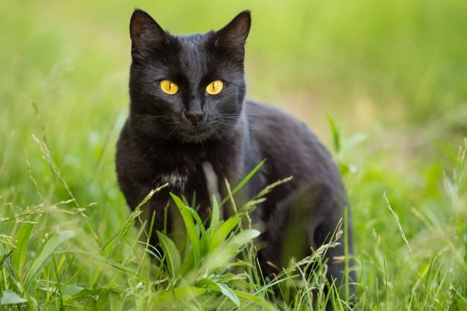 Why Don't People Like Black Cats?