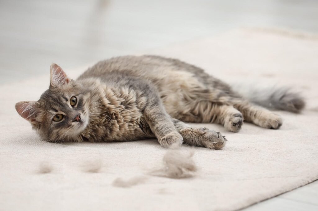 Why Is My Cat Losing Hair? Why Is My Cat Losing Hair