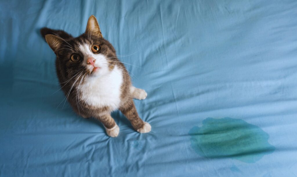 Why Is My Cat Peeing on My Bed