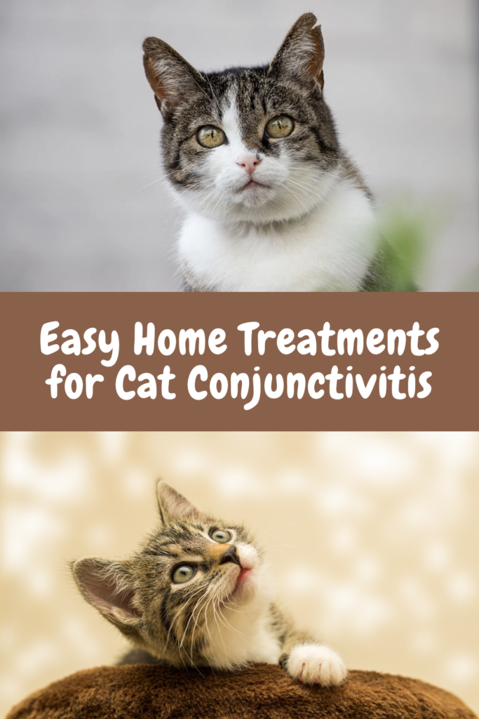 cat conjunctivitis home treatment