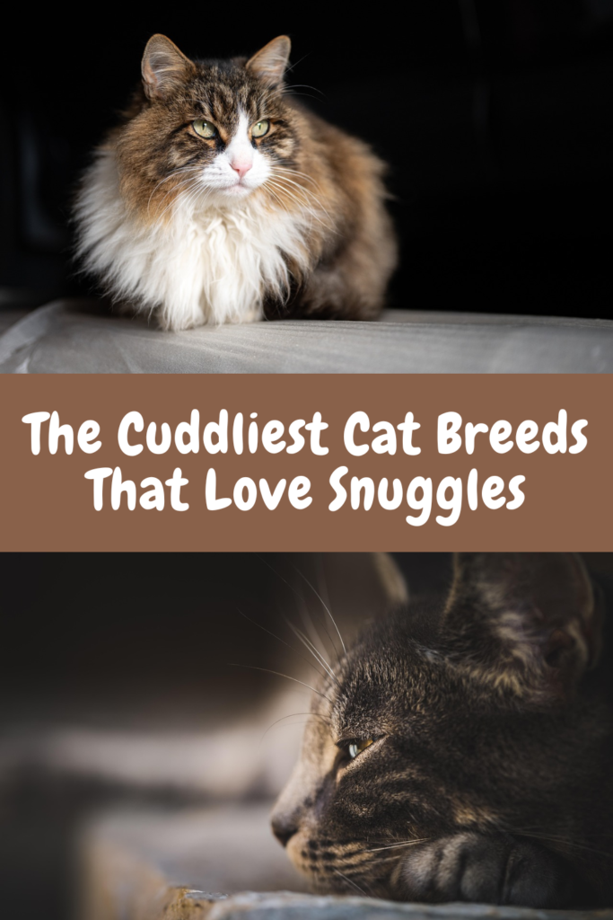 cuddliest cat breeds