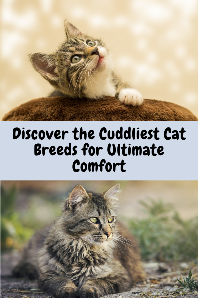 cuddly cat breeds