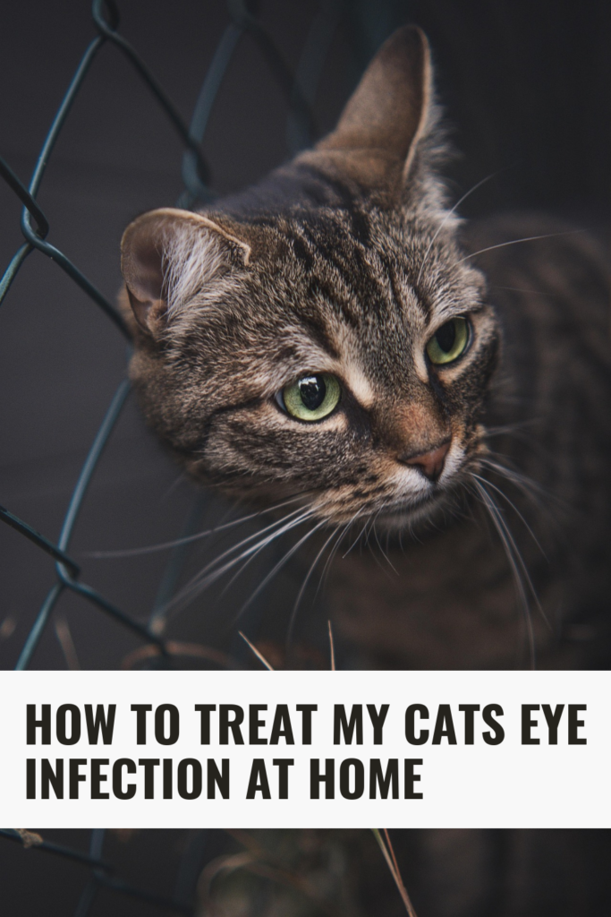 how to treat my cats eye infection at home