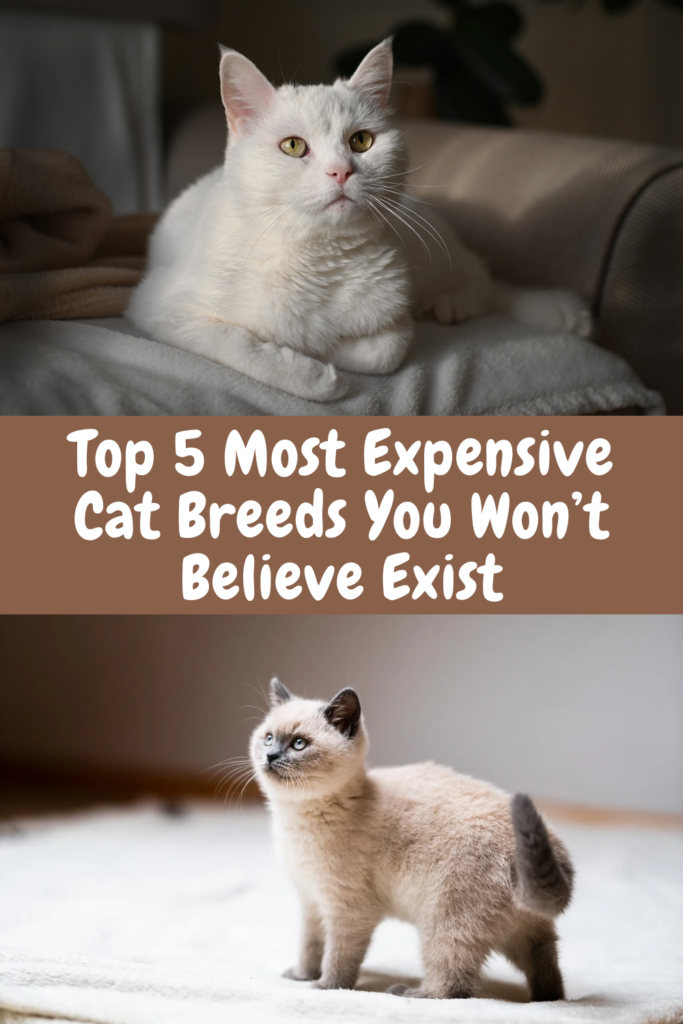 most expensive cat breeds