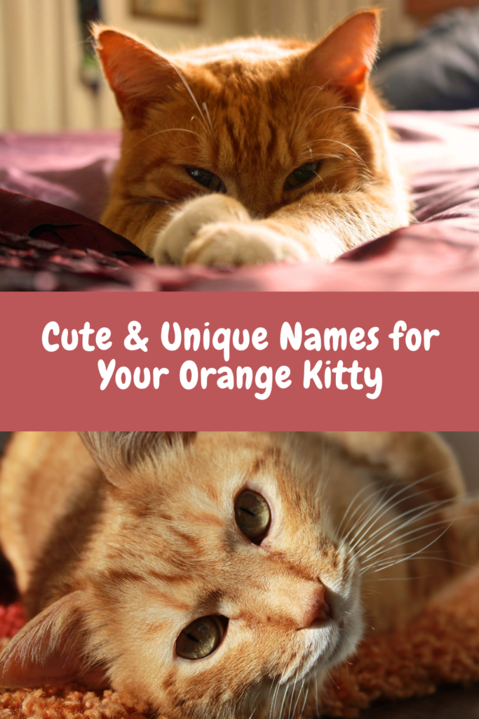 orange cat names