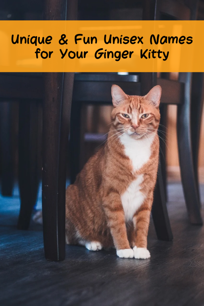 orange cat names unisex