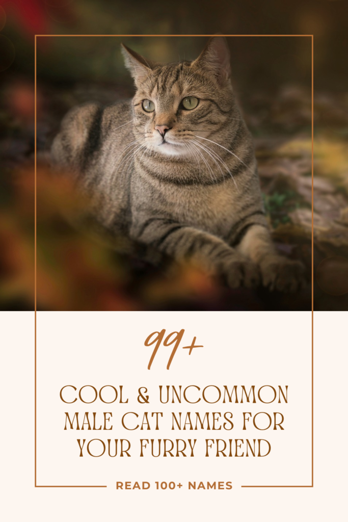 unique male cat names