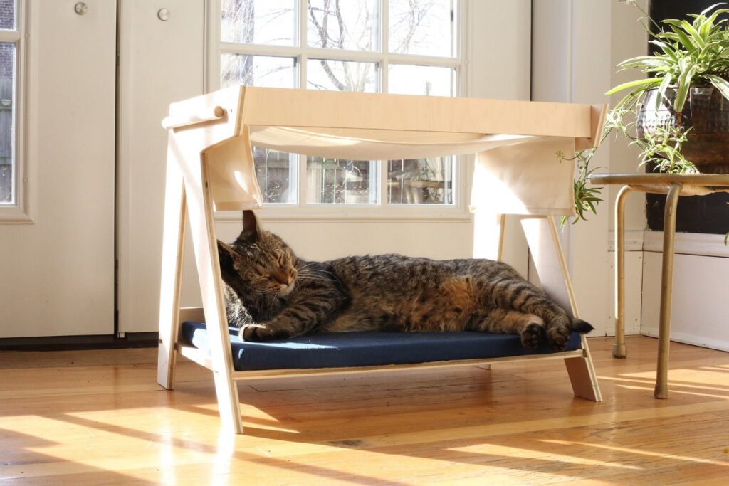 Cat-Inspired Rooms