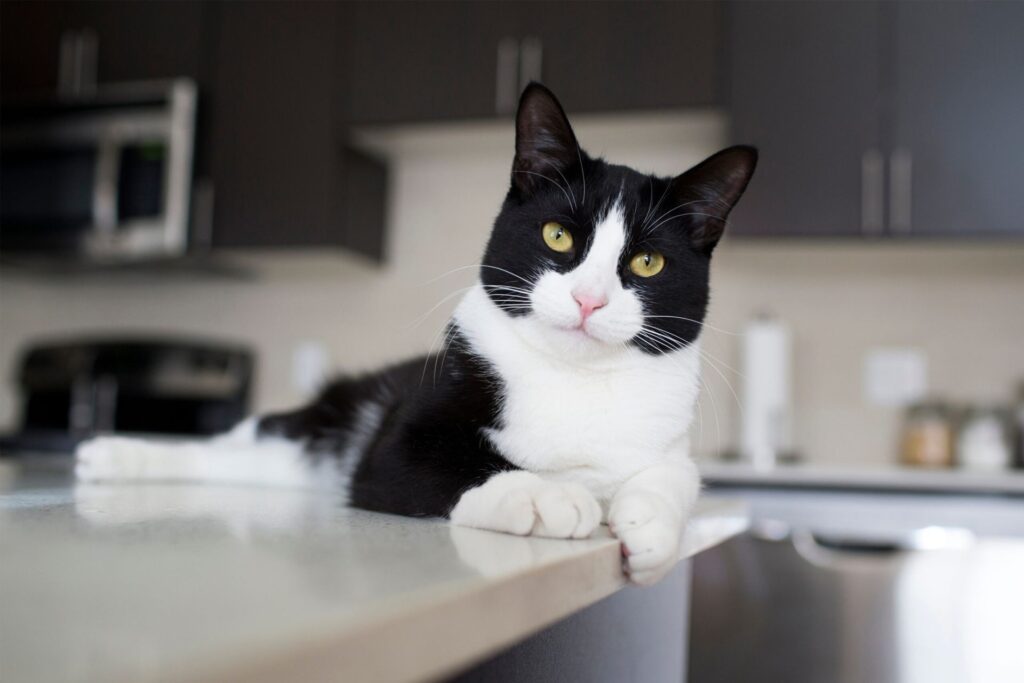 Cat Kitchen Decor